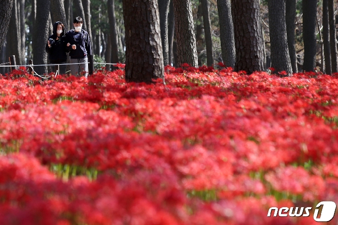 완연한 가을 날씨를 보이는 28일 오전 울산시 동구 대왕암공원에서 시민들이 활짝 핀 꽃무릇을 감상하고 있다. 2020.9.28/뉴스1 © News1 윤일지 기자