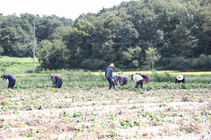 지난 18일 경기 이천시 대월면 '이천길농원'에서 인근 도시에서 온 노동 인력들이 고구마 수확작업을 벌이고 있다. / 사진=정혁수