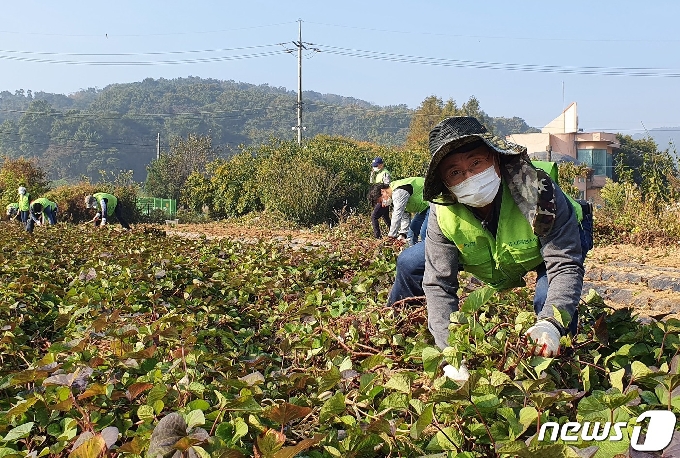 [사진] 농협중앙회 임직원, 수확기 농촌 일손돕기