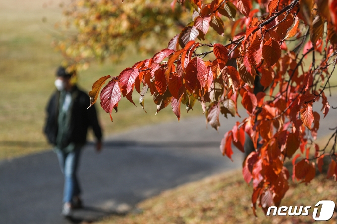 [사진] '붉게 물든 단풍잎...가을 산책'