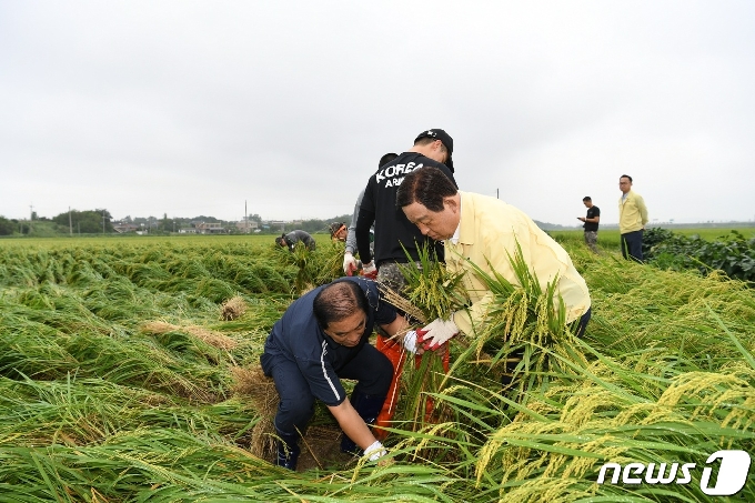 예산군이 태풍 피해를 입은 벼를 다음달 30일까지 전량 매입한다고 26일 밝혔다. 지난해 벼 도복 피해농가의 일손을 돕는 황선봉 예산군수. © News1