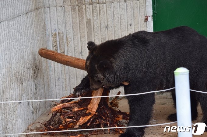 진양호동물원 불곰의 나무놀이. /© 뉴스1