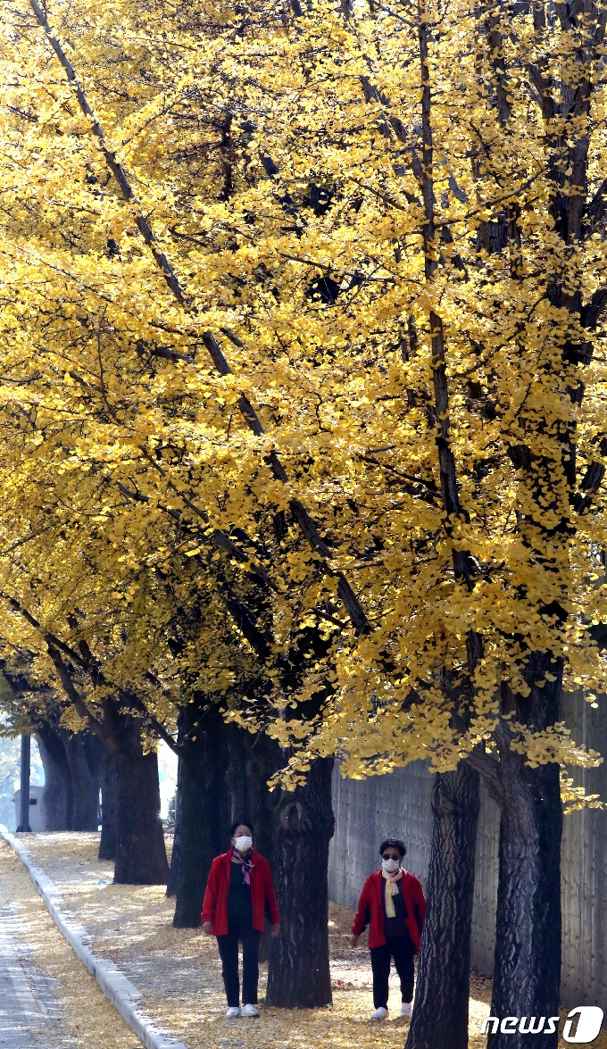 [사진] 은행나무와 함께하는 가을