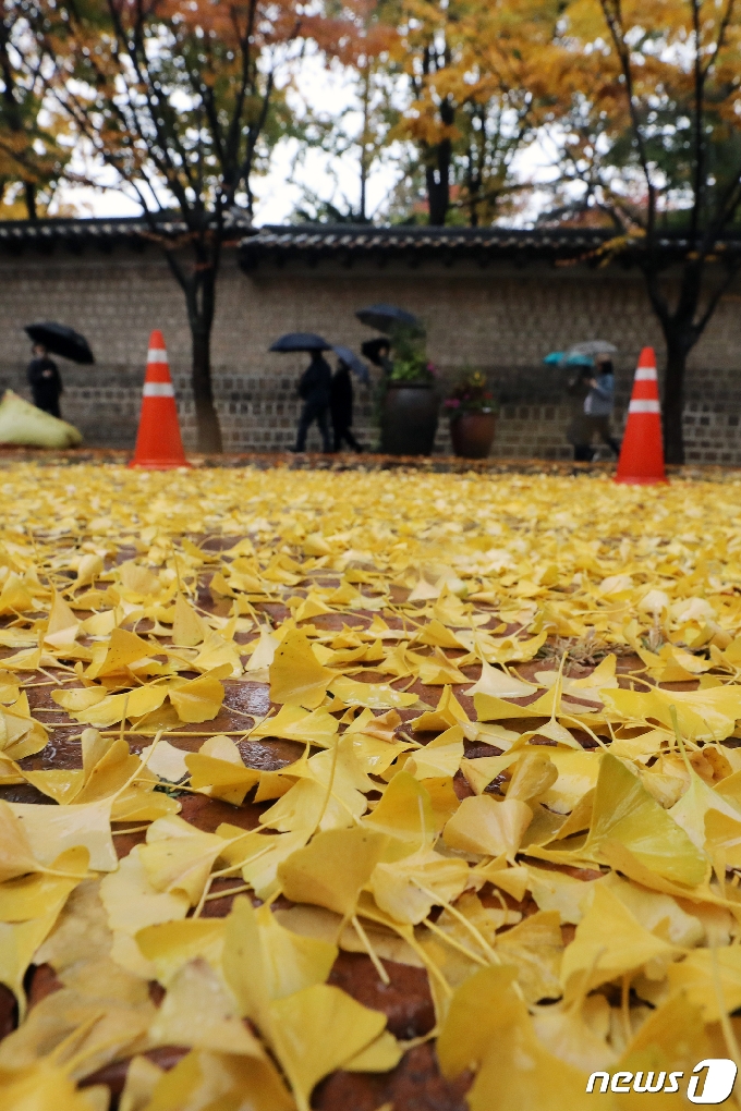 [사진] 떨어진 낙엽 적시는 비