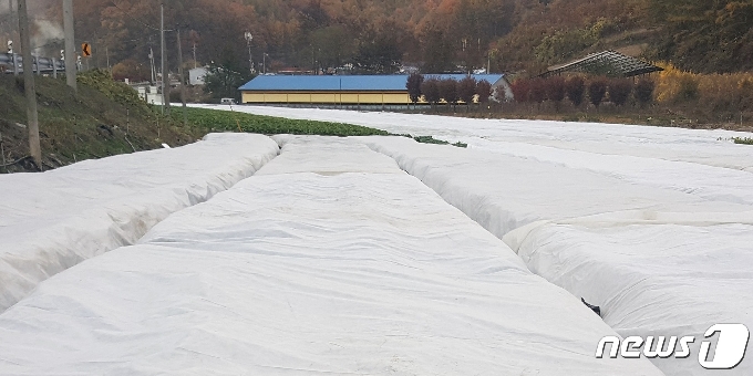 괴산군 농업기술센터가 4일 겨울철 농작물 동해를 줄이기 위한 안전관리를 당부했다.(괴산군 제공)© 뉴스1