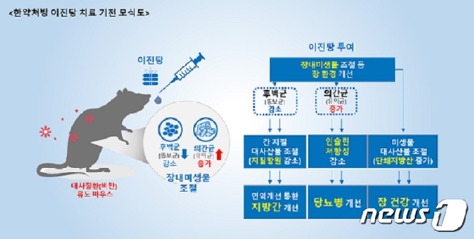이진탕의 대사질환 치료기전 모식도(사진제공:한의학연)© 뉴스1