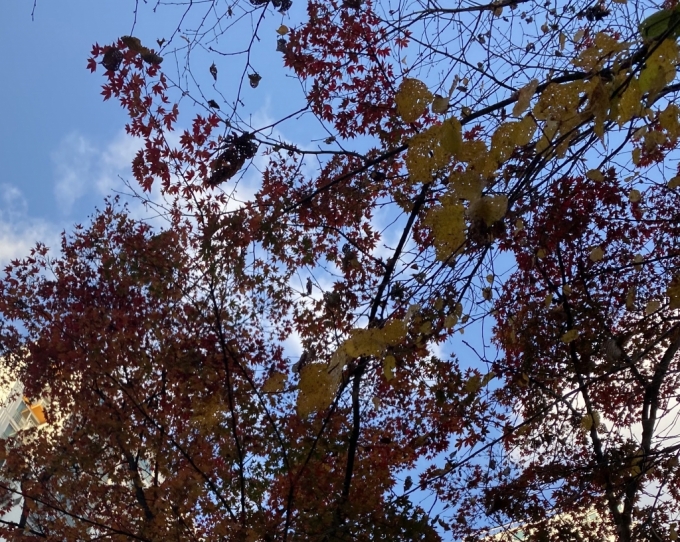당연하게 여겼던 파란 하늘, 가을 단풍잎이 어느 순간 사라진다면./사진=남형도 기자
