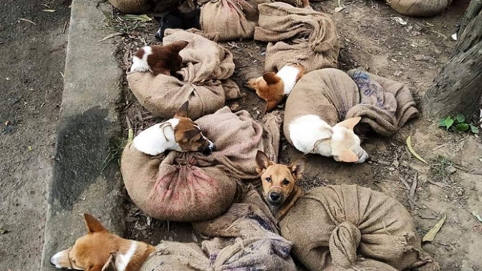 인도에서 식용 목적으로 운송되는 개들 모습. 이 사진이 인터넷을 통해 세계 각국으로 퍼지자 인도 나갈랜드 주에서는 개의 지육 수입, 판매, 거래를 금지했다./사진=동물해방물결