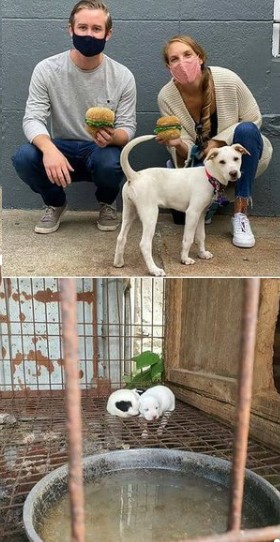 인천 계양산 개농장의 뜬장에 있던 작은 강아지(아래)는 시민들에게 구해져 미국의 새 보호자(위)를 만났다. /사진=롯데목장 개살리기 시민모임(@lotte250dogs)