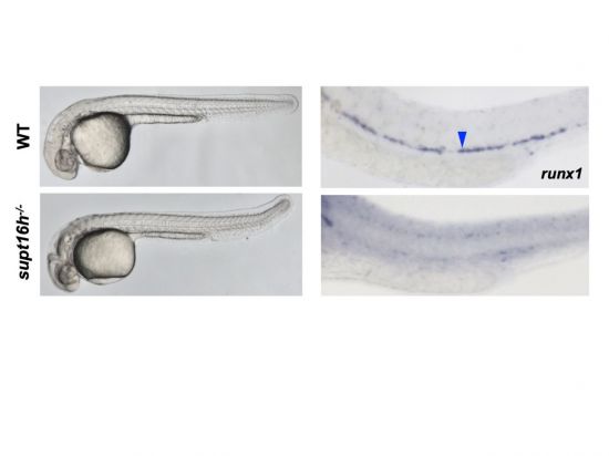 정상 제브라피쉬와 Supt16h(왼쪽 위)가 결여된 돌연변이 제브라피쉬의 모습(왼쪽)과 조혈줄기세포의 발생(오른쪽)을 비교한 그림/사진=IBS