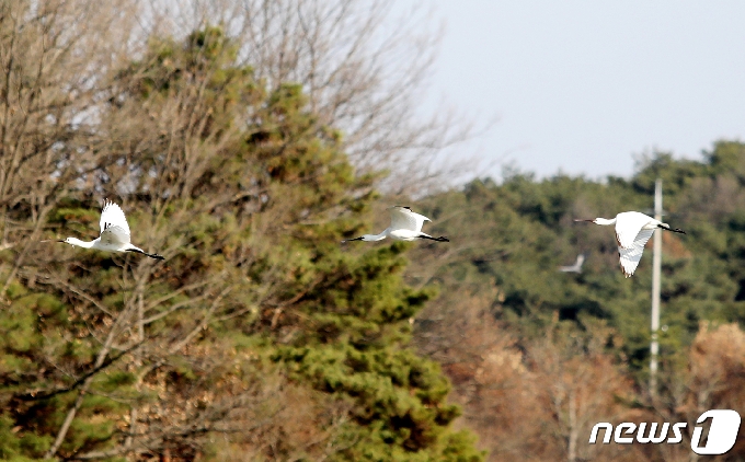 [사진] 줄맞춰 날아가는 천연기념물 205-2호 노랑부리저어새