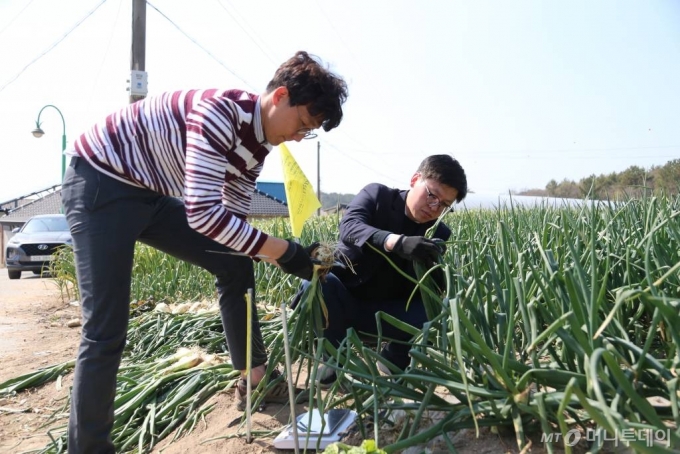 한국농촌경제연구원(KREI)농어관측본부 연구원들이 재배현장을 찾아 생육상태를 점검하고 있다. /사진=KREI