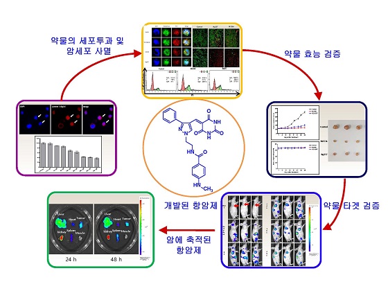 단백질 3차원 구조를 기반으로 설계된 항암제 및 마우스를 이용한 항암효과/자료=한국기초과학지원연