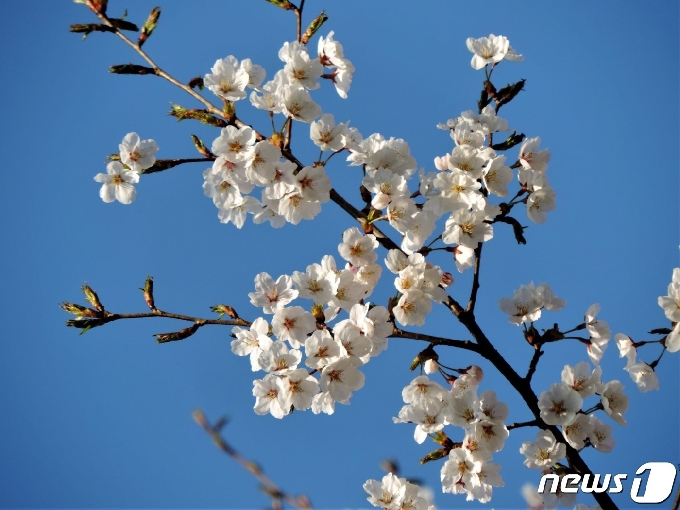 올벚나무© 뉴스1