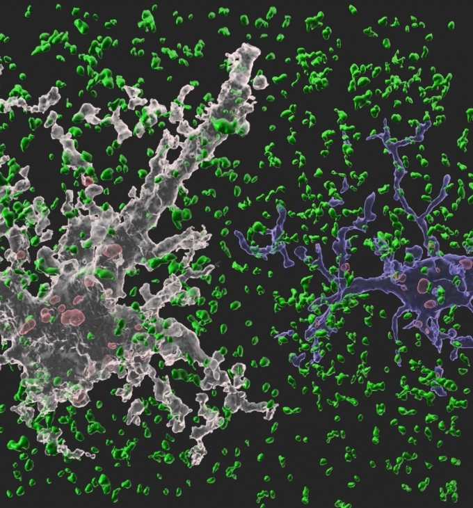 뇌에서 뉴런을 도와 뇌 항상성 유지 역할을 수행하는 세포인 별아교세포(하얀색)와 미세아교세포(파란색)가 시냅스를 제거하고 있는 모습. /사진제공=삼성전자