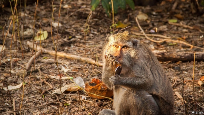발리 울루와투 사원의 마카크 원숭이. 트위터 캡처.