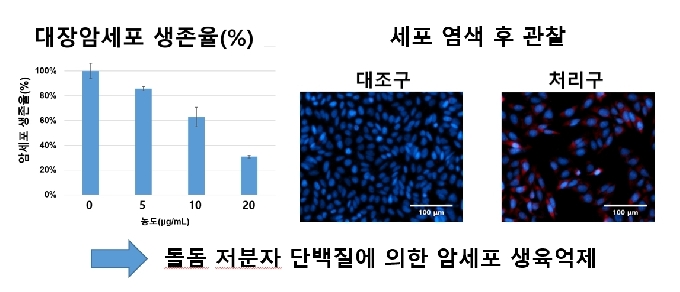 왼쪽 사진은 국립수산과학원에서 개발한 '저분자 단백질'을 대장암세포에 적용한 결과, 농도가 증가함에 따라 암세포 생존율이 감소하는 결과를 나타낸 막대그래프. 오른쪽 사진은 대장암세포(대조구)에 특수염료를 처리한 뒤 국립수산과학원에서 개발한 '저분자 단백질'을 투여한 결과, 죽은 세포(붉은색)의 수가 증가한 것을 나타낸다. '저분자 단백질'에 의해 대장암 세포의 성장이 억제되는 것이다.(국립수산과학원 제공)© 뉴스1
