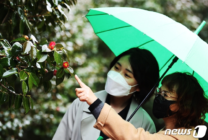전남 강진군 백련사 인근에 군락을 이룬 동백나무숲에서 꽃이 피었다.(강진군 제공)20201.1.26/뉴스1