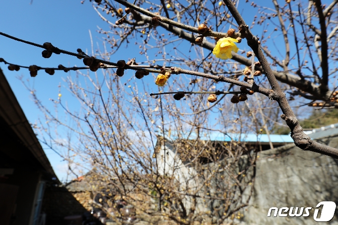 [사진] 봄 알리는 황설리화 '활짝'