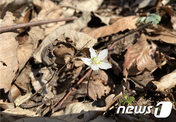 국립공원공단 변산반도국립공원사무소는 봄의 전령 변산바람꽃이 내변산 일대에 개화했다고 25일 밝혔다. © 뉴스1