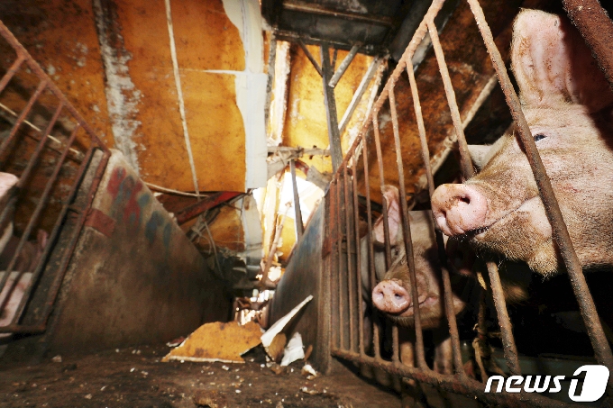 [사진] 무너진 축사 속 구조 기다리는 돼지들