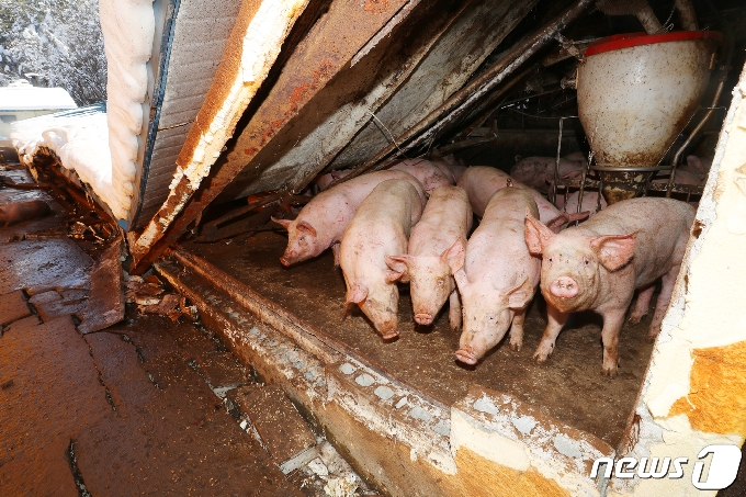 [사진] 무너진 축사 속에서 구조 기다리는 돼지들