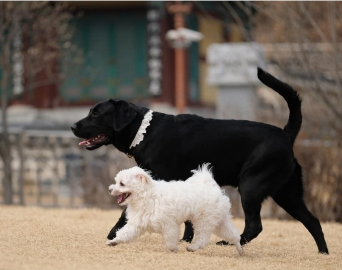 토르가 말티즈와 나란히 걷는 모습. 검은 개, 흰 개, 큰 개, 작은 개가 아니라 그냥 누군가의 사랑스런 개다./사진=토르 보호자님