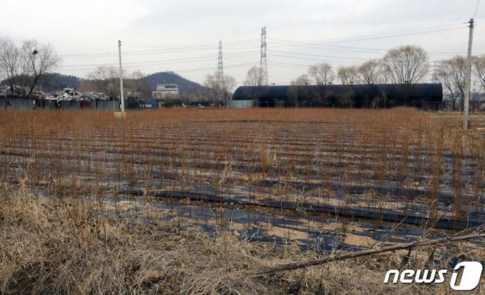 LH 일부 직원들의 투기 의혹이 제기된 지역(시흥시 과림동) 농지에 묘목이 심어진 모습. /사진=뉴스1