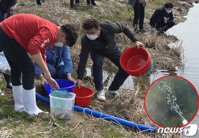 경북 경주시는 11일 시외버스터미널 앞 형산강에 은어 치어 10만 마리를 방류했다고 밝혔다.(경주시제공)2021.3.11/© 뉴스1