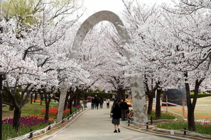 24일 김해 연지공원의 벚꽃이 만개해 터널을 이뤄 공원을 찾은 시민들이 봄 정취를 만끽하고 있다./사진제공=김해시