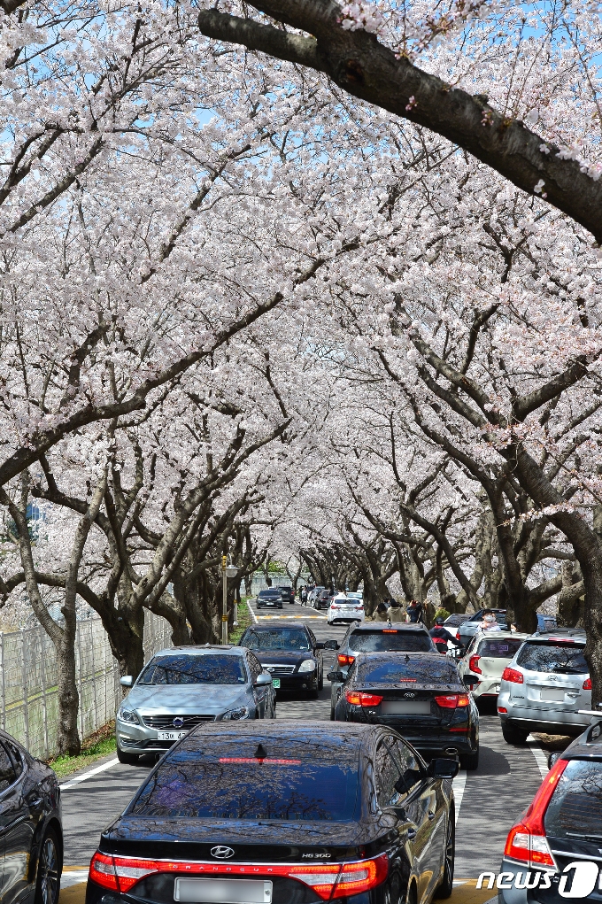 [사진] 벚꽃 터널