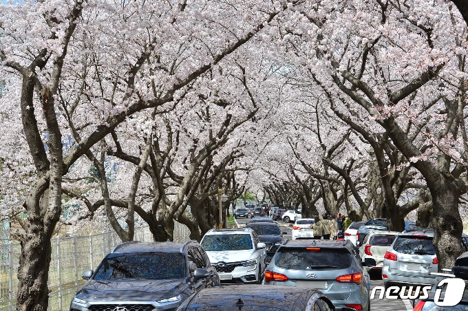 [사진] 풍산금속 벚꽃길 상춘객들로 북새통