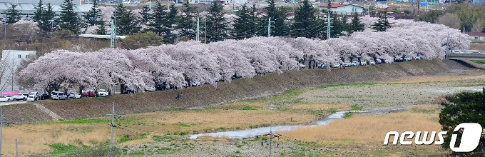 [사진] 연분홍 벚꽃에 덮인 도로
