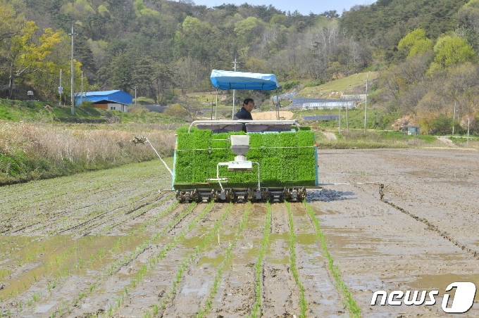 순창군 풍산면 도치마을 박춘원 농민이 이양기를 운전하며 모를 심고 있다. 수확은 오는 8월 중순께로 예상된다.(순창군 제공)2021.4.9/© 뉴스1