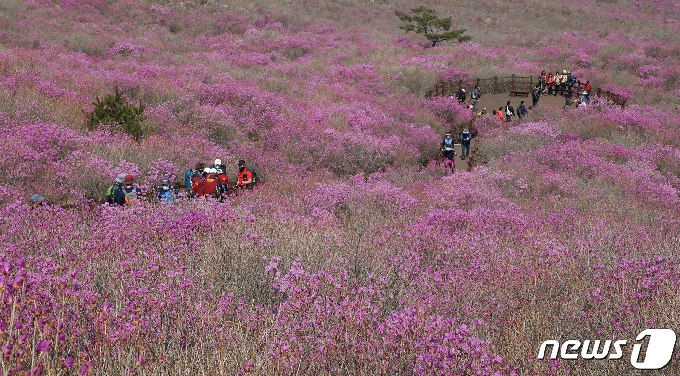 [사진] 휴일 비슬산 꽃놀이