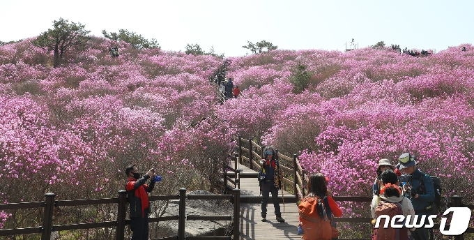 [사진] 참꽃 뒤덮인 비슬산