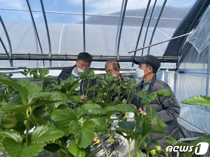 충북 옥천군이  청성면의 한 딸기 재배농가에서 찾아가는 원예사랑방을 운영하고 있다. (옥천군 제공)© 뉴스1