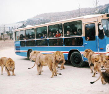 1976년 개장 당시 사파리월드를 찾은 입장객들이 사파리 버스에서 사자를 관람하고 있다. /사진=에버랜드