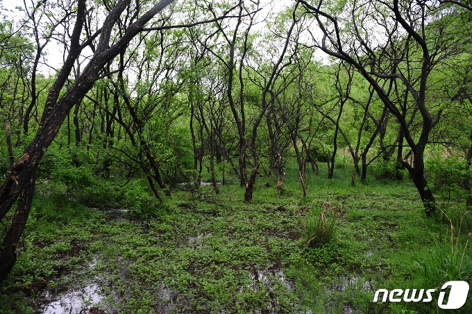 전북 고창군 운곡습지가 올해 람사르습지 등록 10주년을 맞아 자연과 인간의 조화로운 공존 성공사례로 주목을 받고 있다.© 뉴스1
