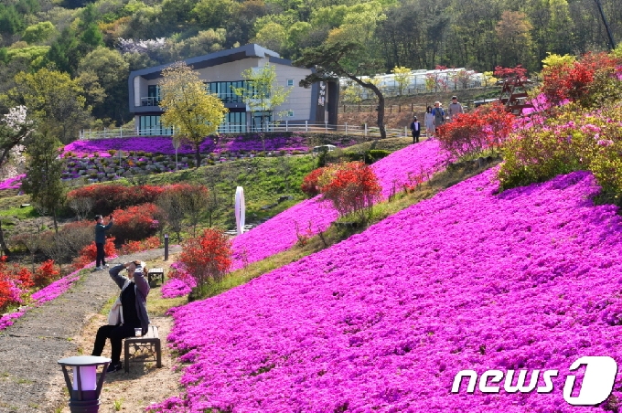 한 관광객이 순창 쉴랜드 전역에 만개한 꽃잔디를 배경으로 휴식을 취하고 있다.(순창군 제공)2021.4.13/© 뉴스1
