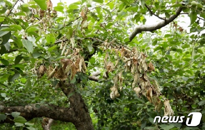 과수화상병에 걸린 사과나무.(진천군 제공)© 뉴스1