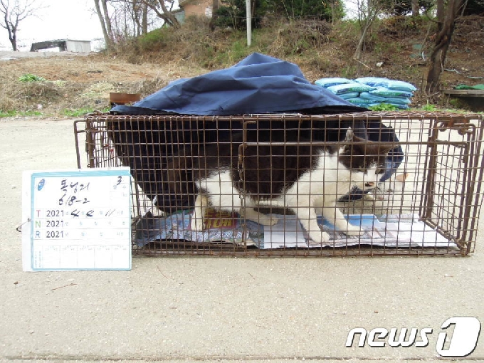 중성화 수술을 위해 포획한 길고양이 모습.(용인시 제공) © News1