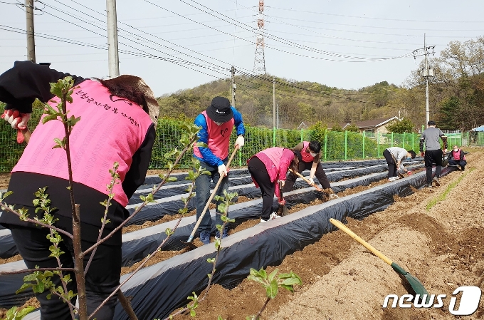 진천군 홍보미디어실 직원들이 백곡면 농가에서 일손봉사을 하고 있다.(진천군 제공)© 뉴스1