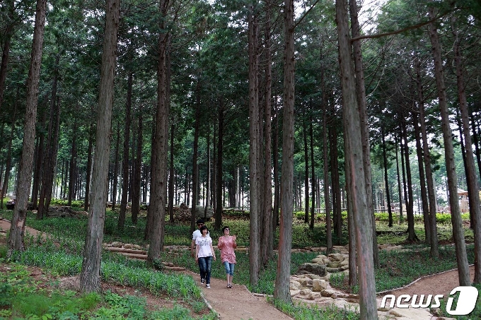 울창한 편백숲으로 유명한 장흥 우드랜드(장흥군 제공)/뉴스1 © News1