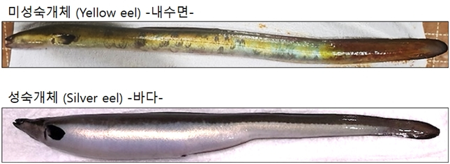 (위)민물시기 뱀장어 (아래)바다로 돌아간 뱀장어. /사진=국립수산과학원