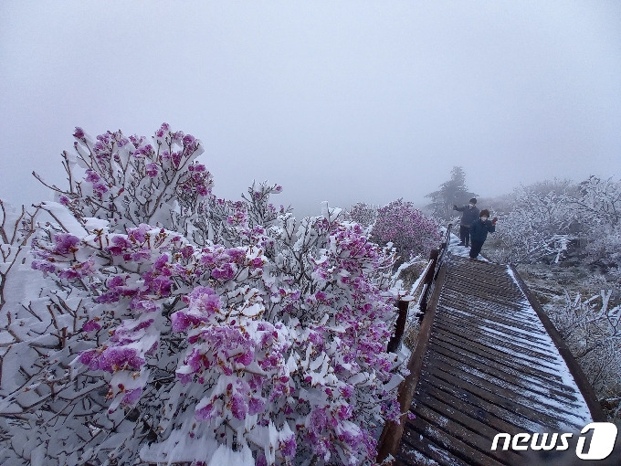 [사진] '겨울과 봄 사이' 지리산 노고단에 핀 꽃 사이로 내린 눈