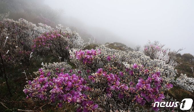 [사진] "봄이야, 겨울이야?" 지리산국립공원 노고단에 내린 눈