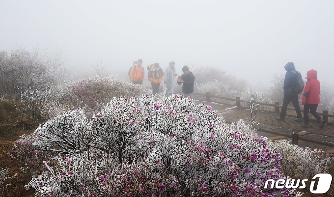 [사진] "봄이야, 겨울이야?" 지리산에 내린 눈