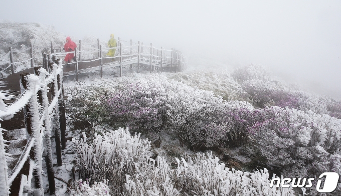 [사진] 지리산국립공원 진달래 사이로 내린 눈