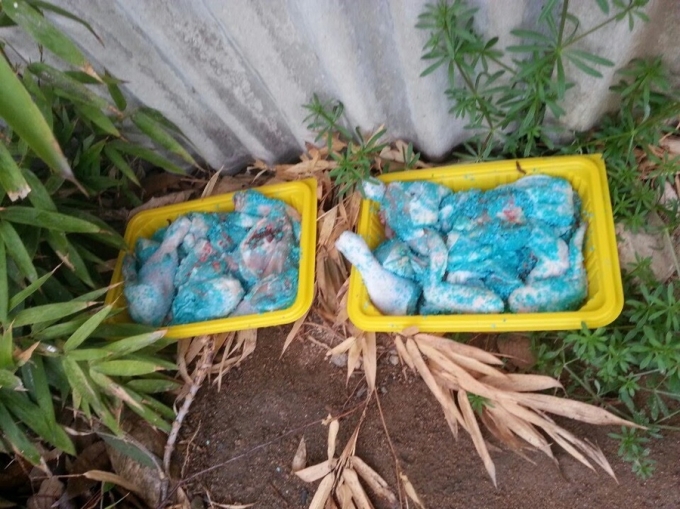 지난달 13일 대전 대덕구 석봉동 한 폐가 근처에서 발견된 쥐약이 버무려진 닭고기. /사진=대전길고양이보호협회 제공